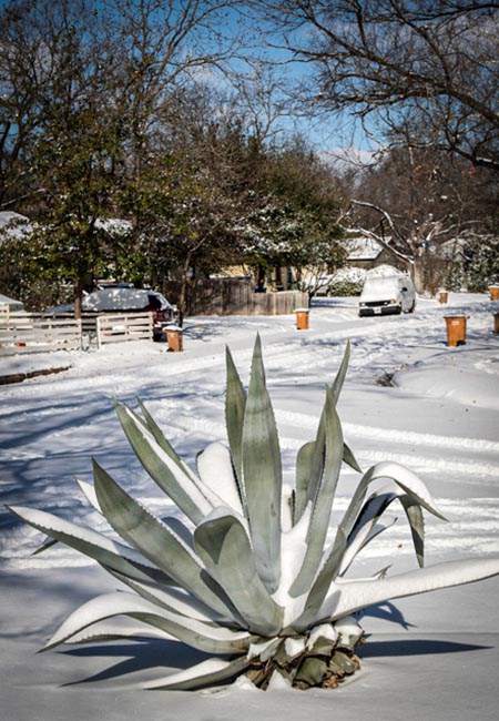 Snow in Texas